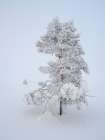 Scotch, Baltic, or European red pine. Winter in the Pallas-Yllastunturi NP near Pallas, Finland. Art Print